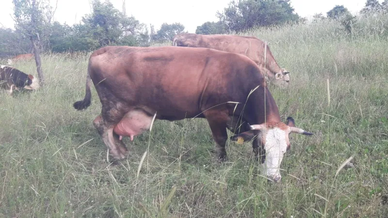 Bilecik Pazaryeri'nde çok sayıda mahalle ve köy karantinada