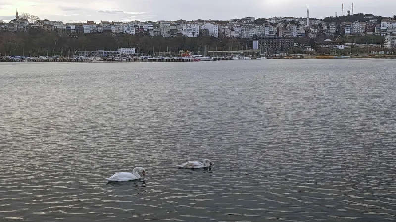 Şile Limanı’nda nadir görüntü... İki kuğu ilgi odağı oldu