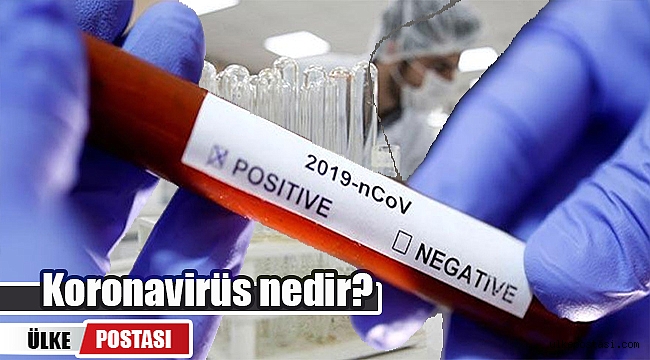 Koronavirüs nedir?