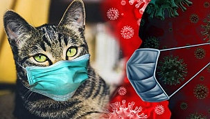 KKTC'de bir kediye koronavirüs bulaştı