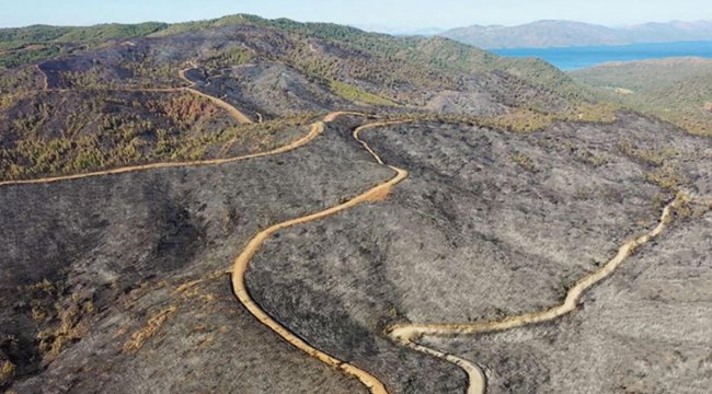 Marmaris'te orman yangını: Yemyeşildi küle döndü