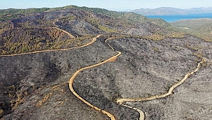 Marmaris'te orman yangını: Yemyeşildi küle döndü