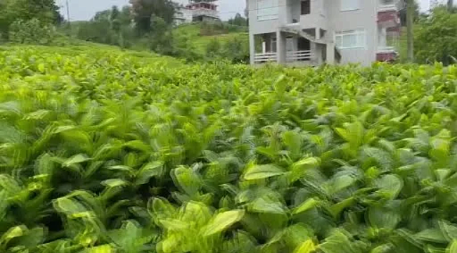 Rize'de çay fiyatı tartışma yarattı