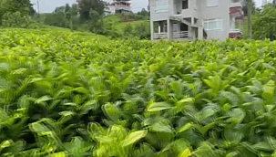 Rize'de çay fiyatı tartışma yarattı