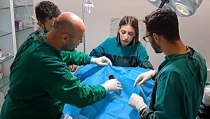 Sakarya da yaralı olarak bulunan puhu kuşu koruma altına alındı.