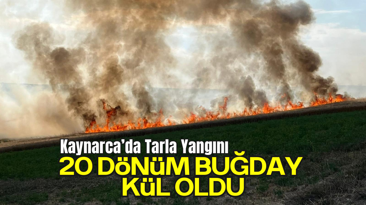 Kaynarca’da Tarla Yangını: 20 Dönüm Buğday Kül Oldu