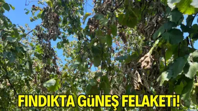 Kocaali’de Yapraklar Kavruldu, Dallar Kurudu, Rekolte Dibi Gördü…