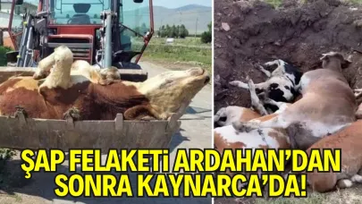 Şap Felaketi Ardahan’dan Sonra Kaynarca’da! Binlerce Hayvan ve Milyonlarca Lira Tehlikede
