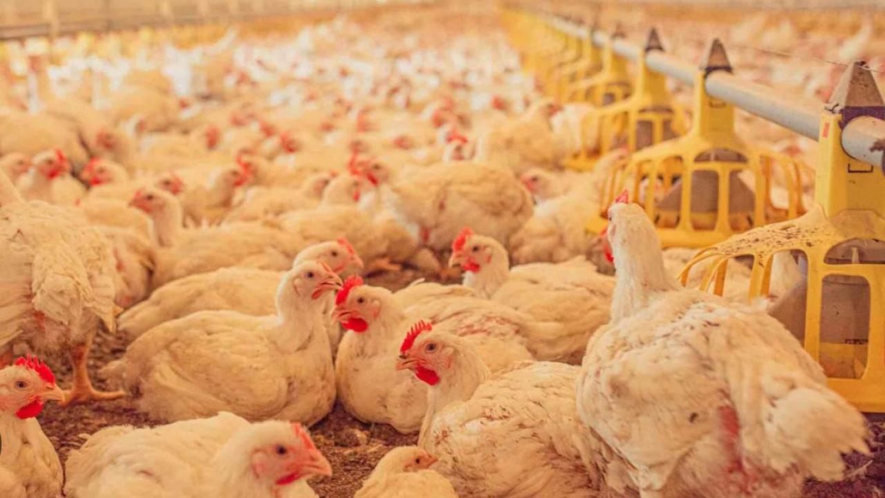 Tavuk Sektörü Gerçekten Doğa ve İnsan Dostu mu?